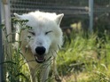 Ošetřovatelem v zoo + nocování 