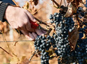 Degustace sýrů na farmě s výrobou korbáčků