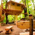 Accommodation in treehouse under Jested