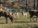 Roční vstupné do ZOO Tábor