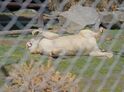 Roční vstupné do ZOO Tábor