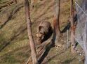 Roční vstupné do ZOO Tábor