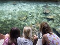 Venkovní úniková hra ve Zlíně, Zoo Lešná: Zachraňte lachtany
