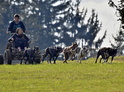 Mushing - jízda se psím spřežením