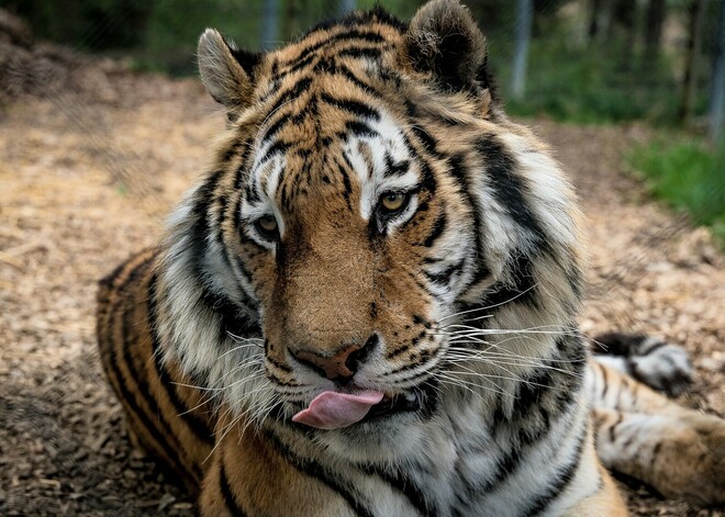 Zážitková noc v zoo
