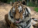 Zážitková noc v zoo