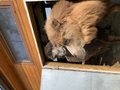 Фото на огляді