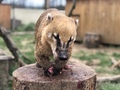 Фото на огляді