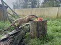 Фото на огляді