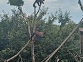 Фото на огляді