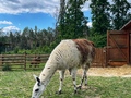 Фото на огляді