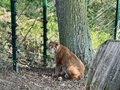 Фото на огляді