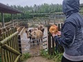 Фото на огляді