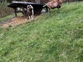 Fotka u recenze